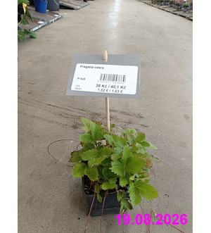 Fragaria vesca P 9x9